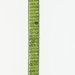 Ruban sequins paillettes Frou-Frou - 15mm - Vert pomme - PRIX AU METRE